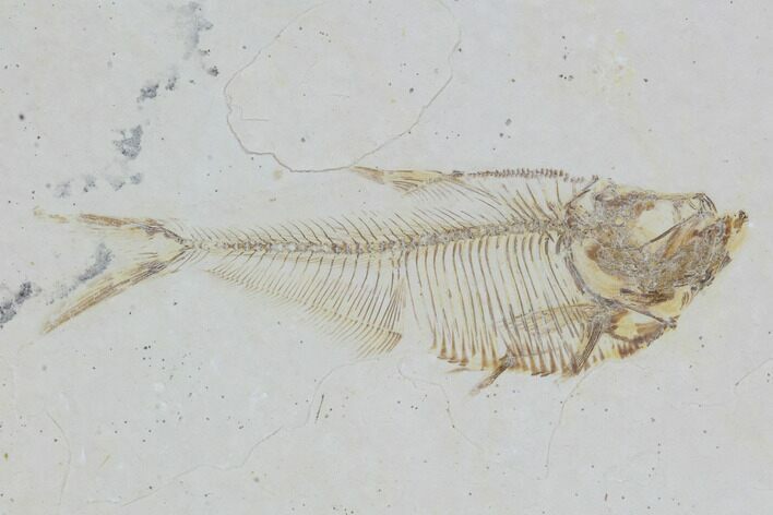 Diplomystus Fossil Fish - Wyoming #101196